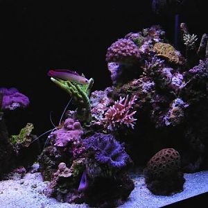 Right Half of the Tank - 04/01/2009