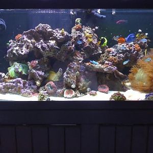 newest reef pics 008