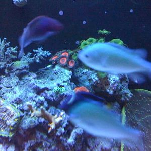 newest reef pics 058