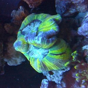 newest reef pics 057