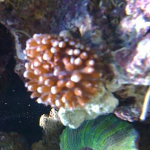 newest reef pics 059