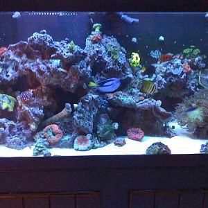 newest reef pics 055