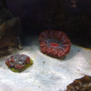 newest reef pics 054