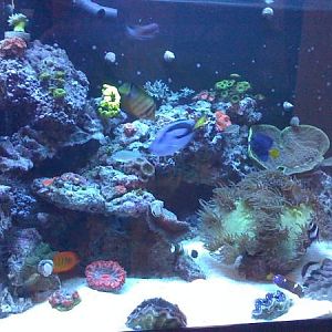 newest reef pics 050