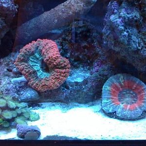 newest reef pics 047