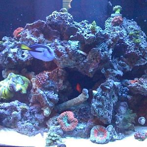 newest reef pics 009