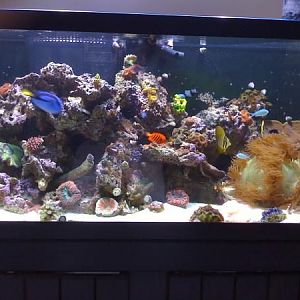 newest reef pics 042