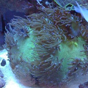 newest reef pics 041