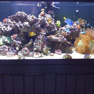 newest reef pics 029