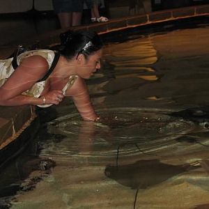 My tank at the Milwaukee Zoo