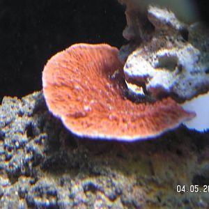 beautiful orange cap