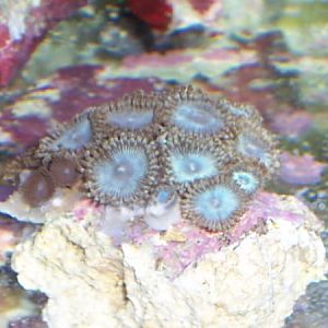 blue zoas