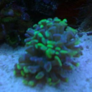 Hammer coral