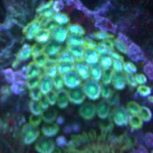 Unknown zoa, similar to the mysticals