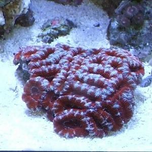 Red,light blue, with some pink mixed in.