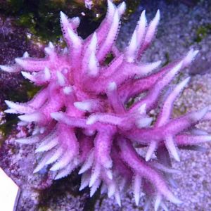 4 28 2009 Seriatopora hystrix