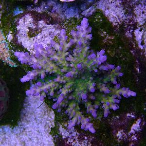 4 28 2009 Myagi Tort