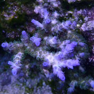 4 28 2009 Blue Tipped Tenuis