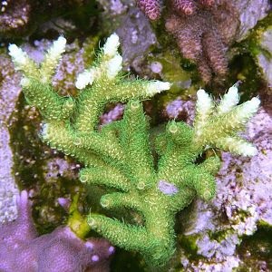 4 28 2009 Acropora millepora