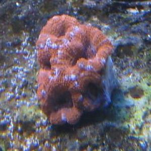 first acan