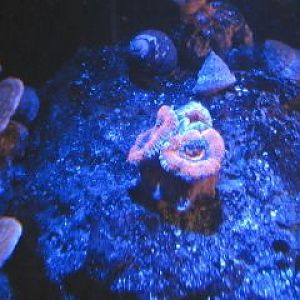 acan by moonlight