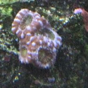 new acan
