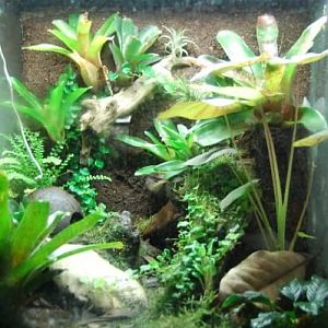 Oh we also do frogs. a pair of terribillis Dart frogs Mint green