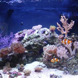 My Biocube before the "move"