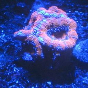 acan by moonlight 2