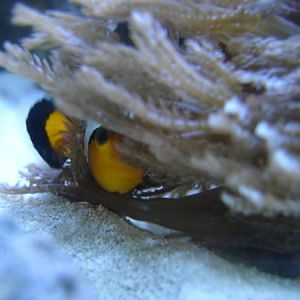 Clows in waving hand