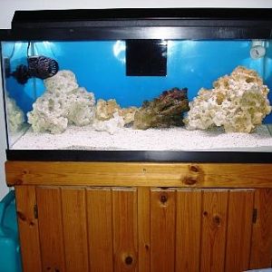 My 40 Gal breeder setup.