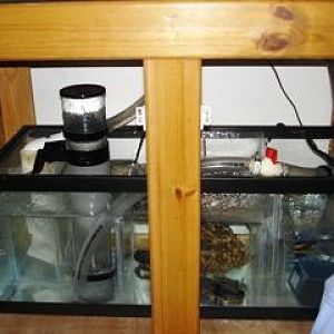 My DIY sump, 20 Gal long