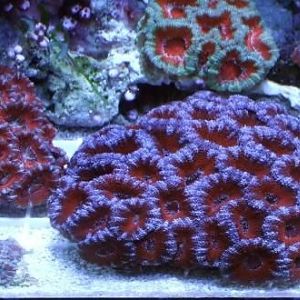 Burnt orange/red center with electric blue/violet rims(Awesome)  Also a green with white/teal eyed g