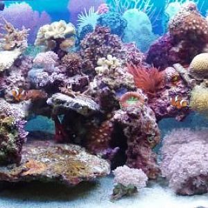 This is my main 90 gallon display tank.