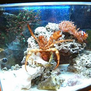 Crabby and Cranky.  Large hermit crab and tomato clown sequestered to a 30 gallon tank.  They don't