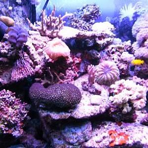 Partial shot of the 90 gallon tank.