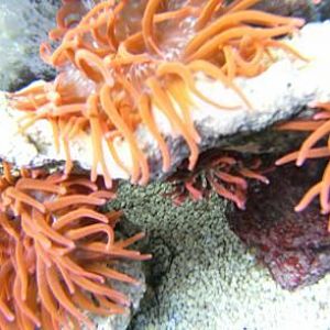 Bubble Tip Farm.  I've started manually splitting them.