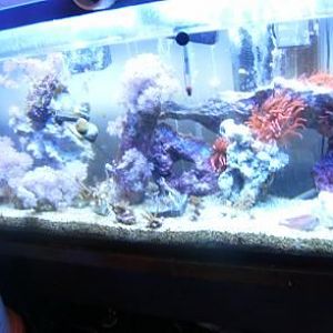 I use this 55 gallon tank as a sump/farm in the basement below my 90 gallon display tank.
