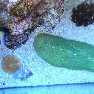 Orange Fungia and Green Toung Coral.