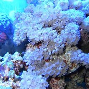 Xenia anyone?  I have way more than I need.