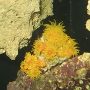 sun coral 2