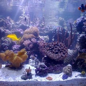 My 78 gallon rimless 3' x 3' display in a studio apartment!