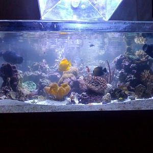 My 78 gallon rimless 3' x 3' display in a studio apartment!