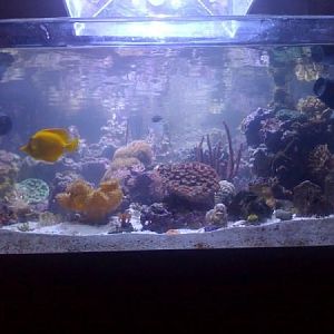 My 78 gallon rimless 3' x 3' display in a studio apartment!