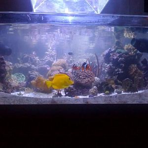 My 78 gallon rimless 3' x 3' display in a studio apartment!