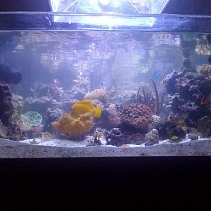 My 78 gallon rimless 3' x 3' display in a studio apartment!