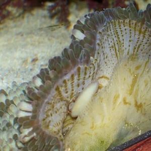 new carpet from grant @ OD