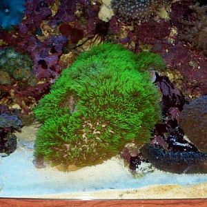 Lite green evergreen star polyps