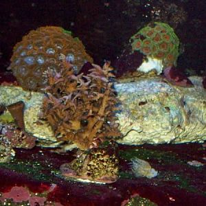 SO Pink birdnest in front, F&I to the left and Mysticals to the left