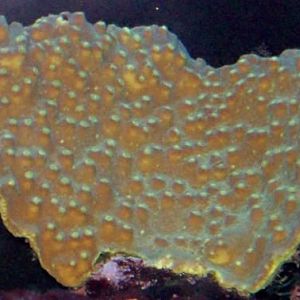 Tyler's gold scroll.